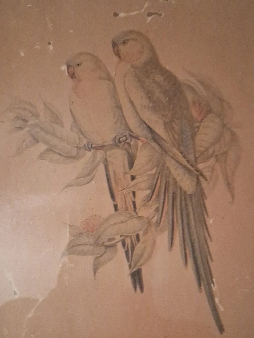 Gould pair decorative